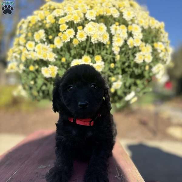 Ziva, Mini Goldendoodle Puppy